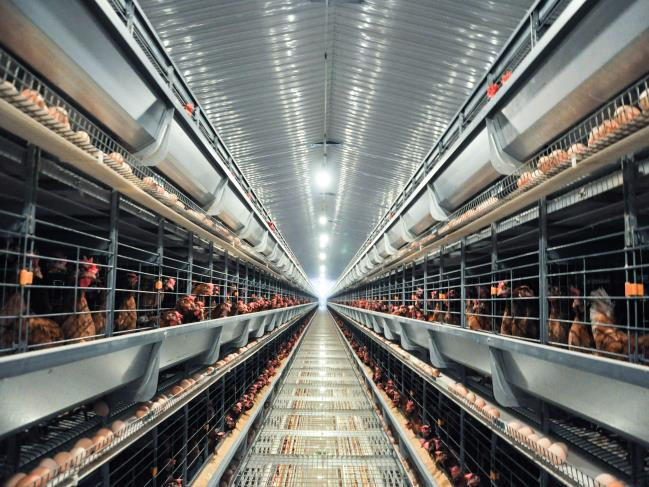 10 Important of chicken cage system