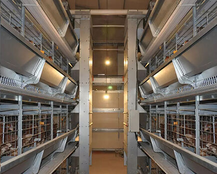 Efficiency of poultry cage system in poultry