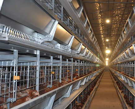 Efficiency of poultry cage system in poultry