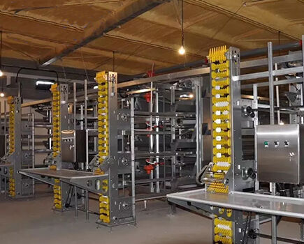 Efficiency of poultry cage system in poultry