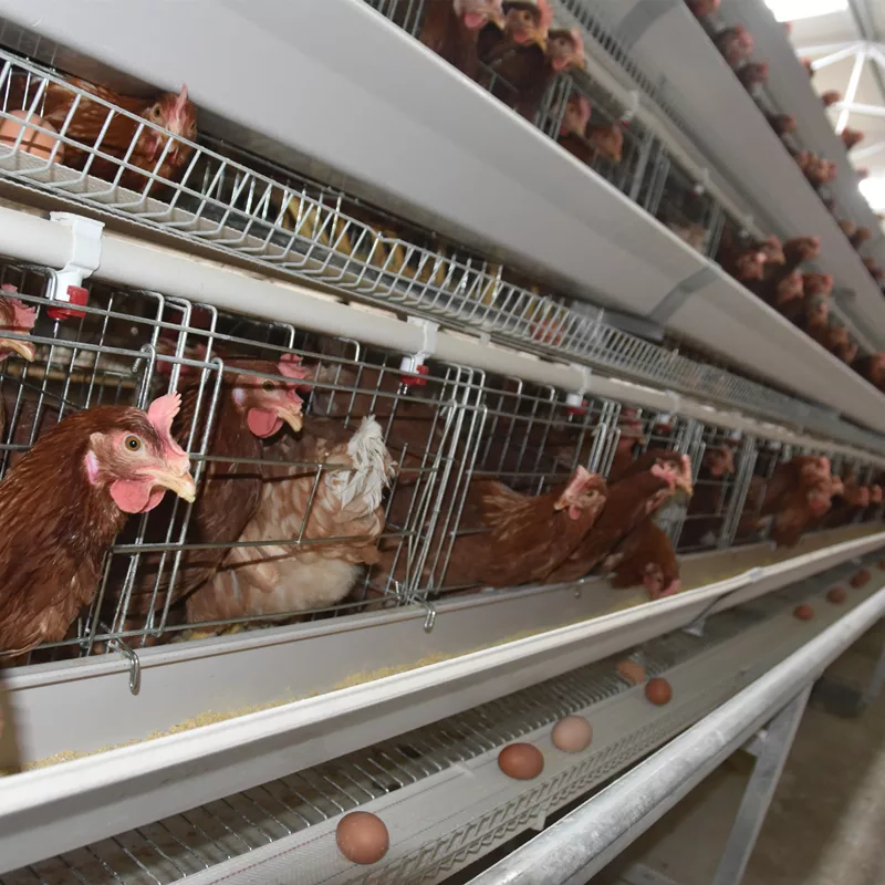 How to maintain the battery cage system in poultry farm