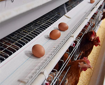How to maintain the battery cage system in poultry farm