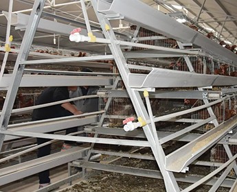 How to maintain the battery cage system in poultry farm