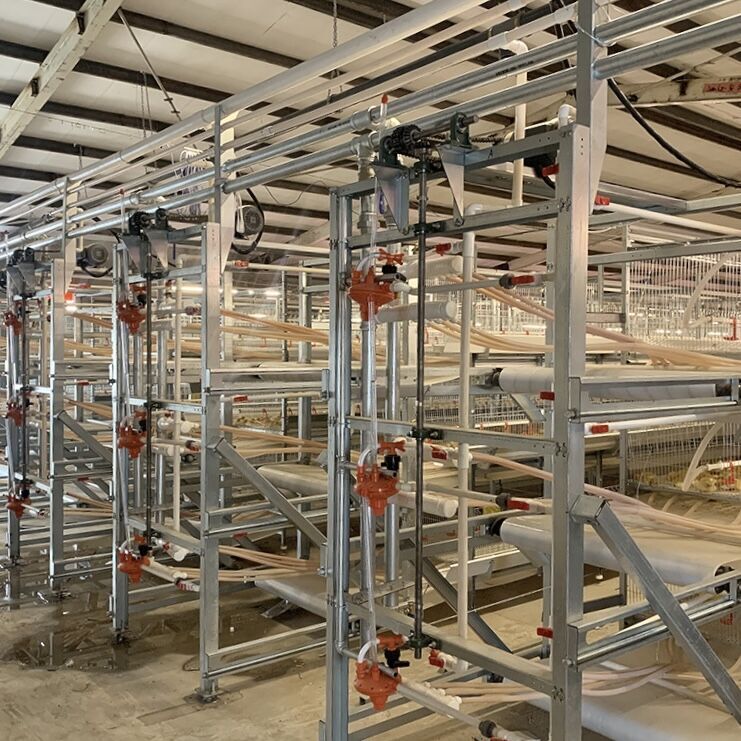 What are the disadvantages of broiler chicken cage