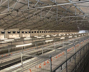 What are the disadvantages of broiler chicken cage