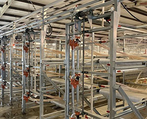 What are the disadvantages of broiler chicken cage