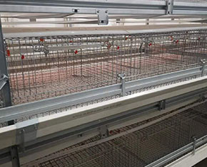What are the disadvantages of broiler chicken cage What are the disadvantages of broiler chicken cage