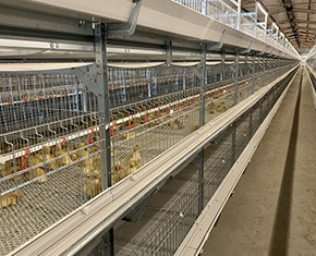 What are the disadvantages of broiler chicken cage