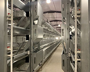 What are the disadvantages of broiler chicken cage What are the disadvantages of broiler chicken cage