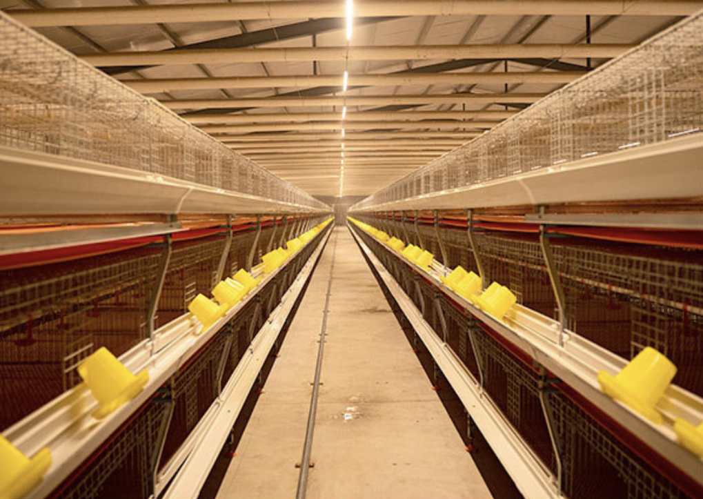 What is pullet battery cage system used for pullet farm