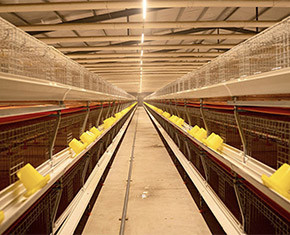 What is pullet battery cage system used for pullet farm
