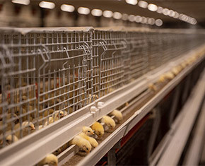 What is pullet battery cage system used for pullet farm
