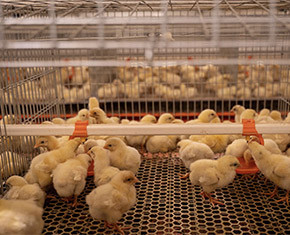 What is pullet battery cage system used for pullet farm