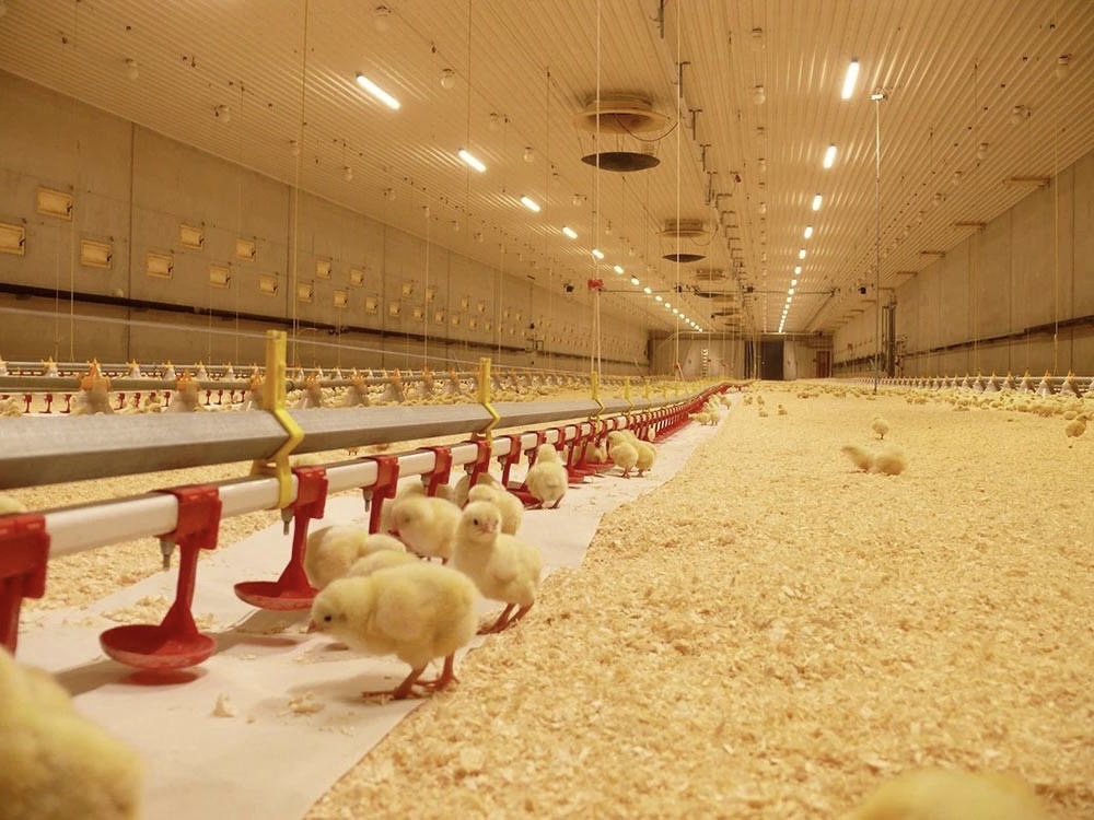 What is the difference between deep litter and battery cage system