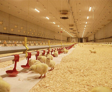 What is the difference between deep litter and battery cage system