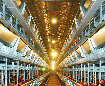 What is the difference between deep litter and battery cage system