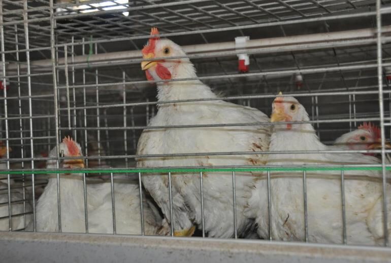 Type 2 broiler cage