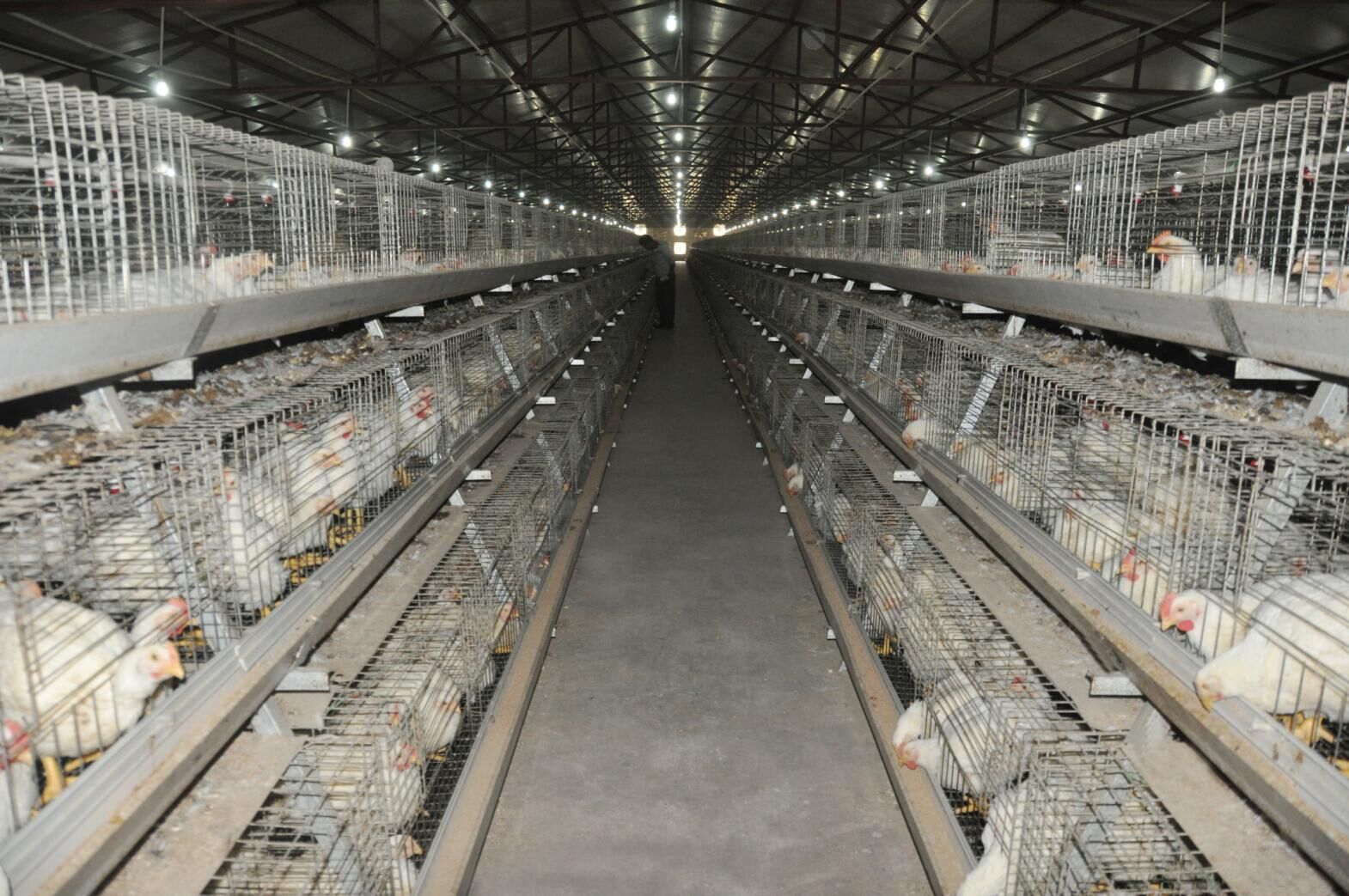Type 2 broiler cage