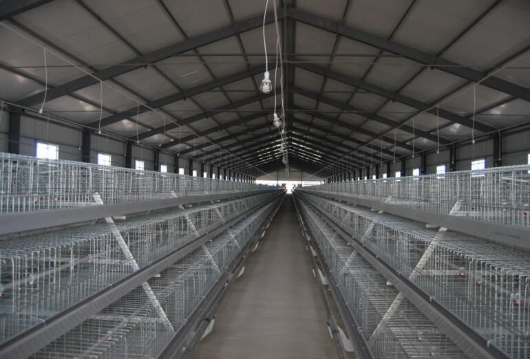 Type 2 broiler cage