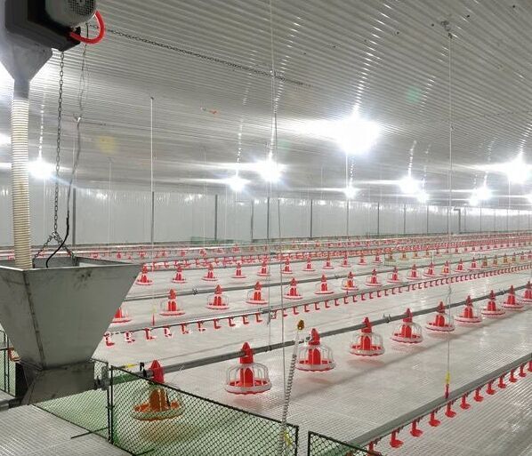 Broiler deep litter system