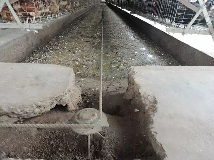 Scraper manure removal system