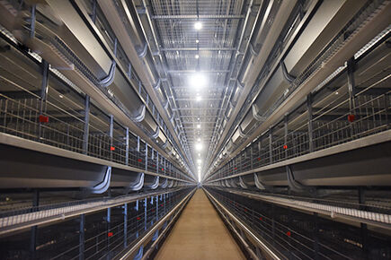 Layer Project With Automatic Systems In Anyang, Henan Province