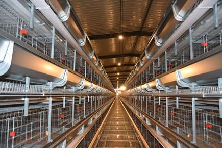 1,800 Layer Cage-20,520 Layers