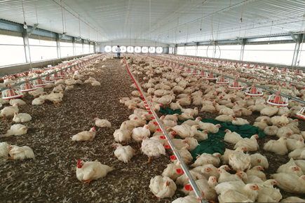 Floor Broiler System-25,200 Broilers In the Philippines