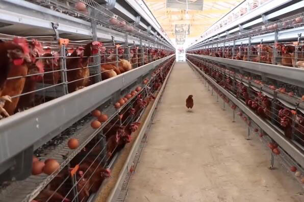 Efficiency of poultry cage system in poultry production