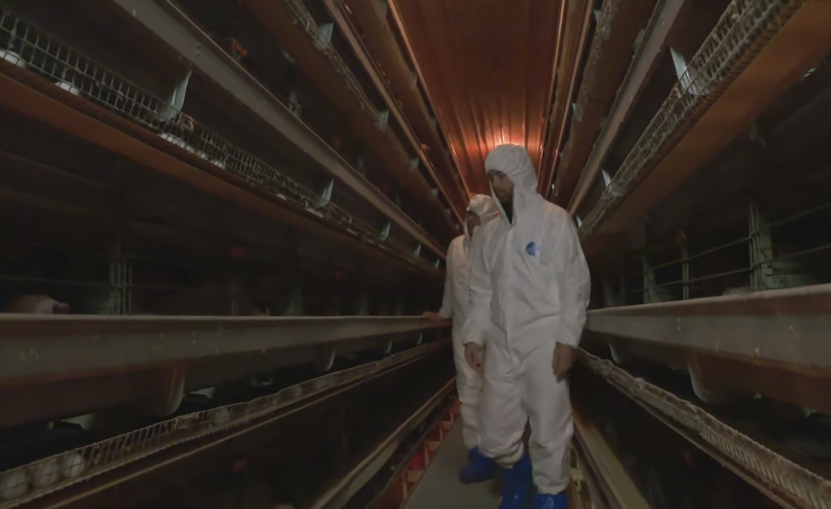  Our company's poultry equipments