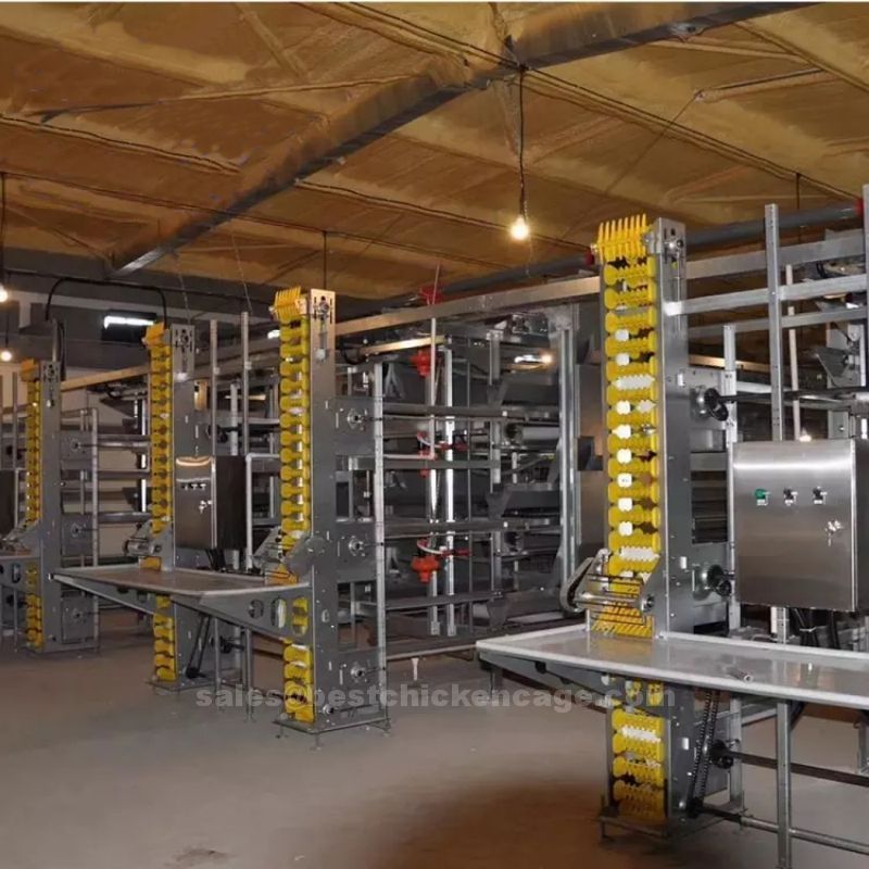 Popular model of benefits of poultry farming equipment automates feeding watering and egg collection reducing labor costs