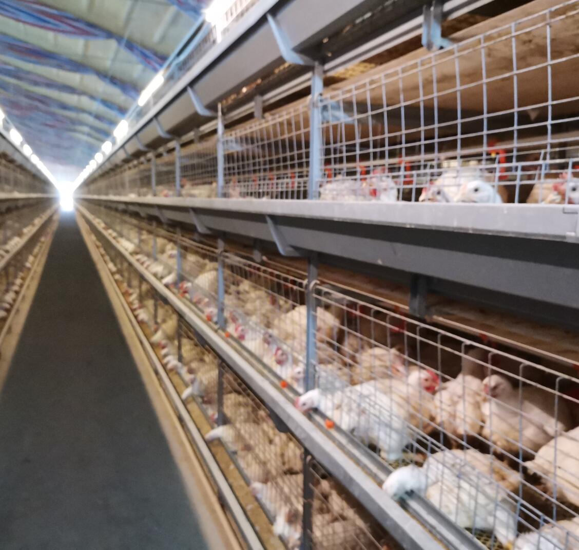 Some tips of company's poultry farm and poultry equipments in chicken farm