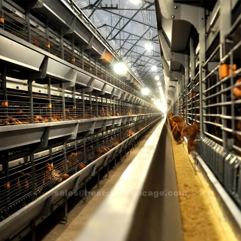 Different types of poultry farming equipment you need