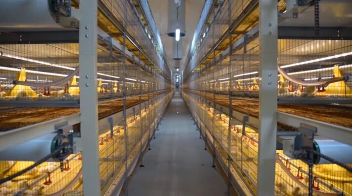 What are the disadvantages of broiler chicken cage