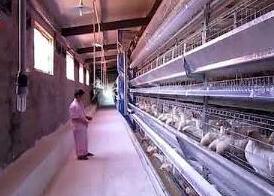 Our company's farm and poultry equpment soloution