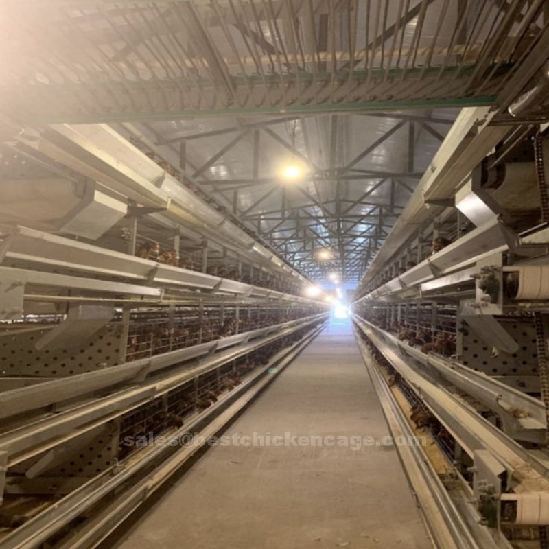 The helpful knowledge of 3 tiers 96 and 128 birds 24 nest egg chicken layer cages are designed to house hens for egg production efficiently