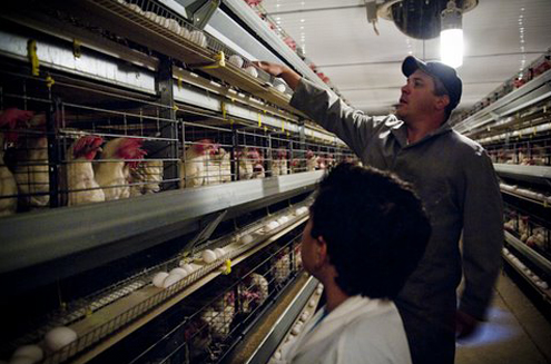 Battery cage vs deep litter system in rearing egg laying chicken