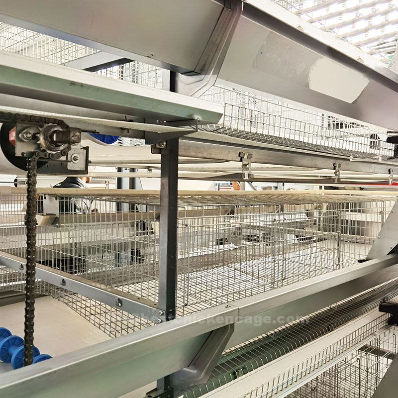 Battery cage vs deep litter system in rearing day old chicken