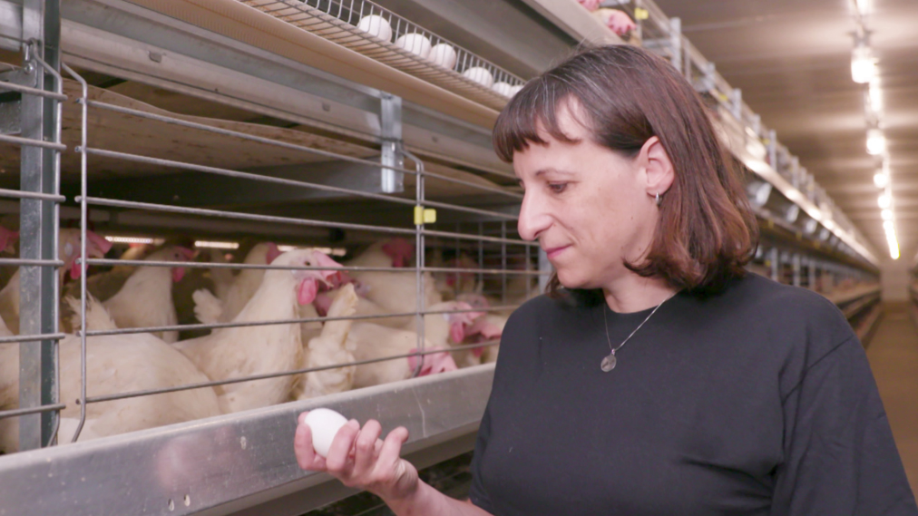 Battery cage vs deep litter system in rearing day old chicken