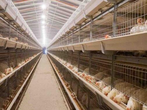 A type chicken layer cage provides layer chickens with a well organized and controlled environment