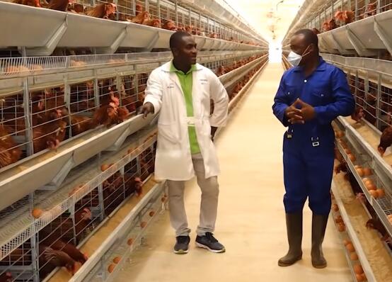 Do you know these on design and construction of a battery cage