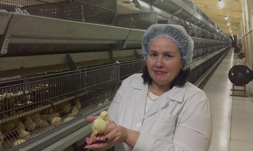 What is the battery cage layout design to reduce cannibalism among the chickens