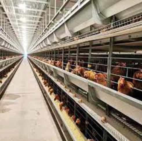 New type of battery cage designed for high egg production rates