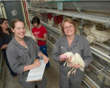 Creating a comfortable living space for the birds poultry chicken battery layer cage for sale