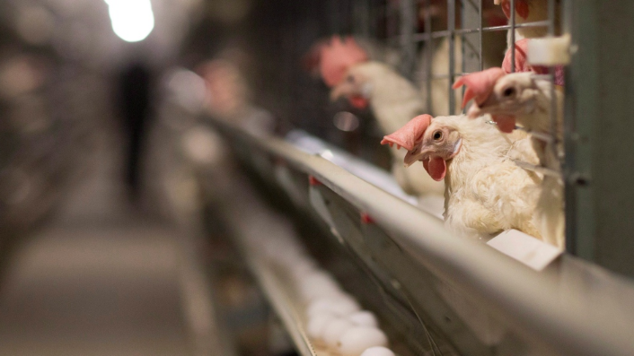 Chicken cage for poultry birds has the feature of high automation