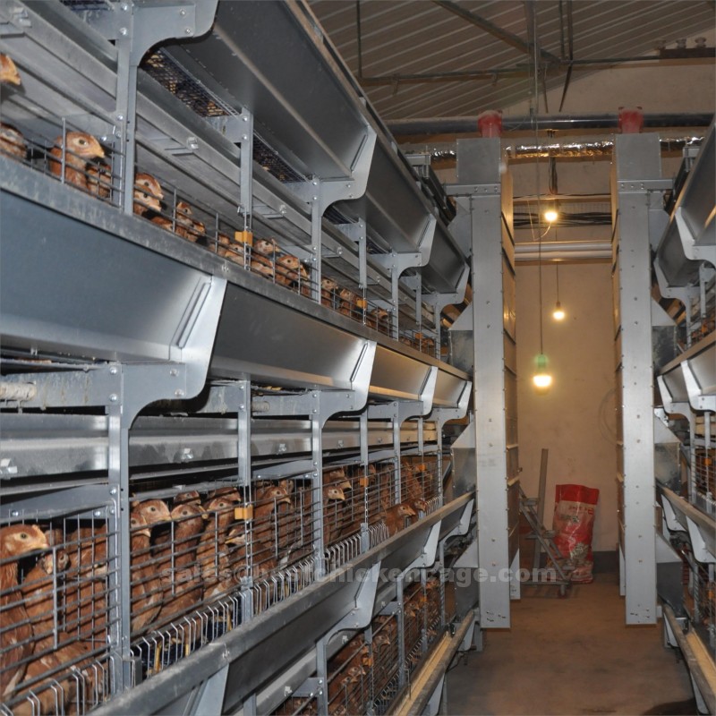 Chicken cage for poultry birds has the feature of high automation