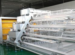 A type and H type of battery cages have sloped floor that allows eggs to roll to the front of the cage