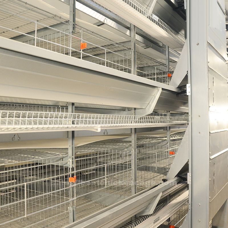 A type and H type of battery cages have sloped floor that allows eggs to roll to the front of the cage