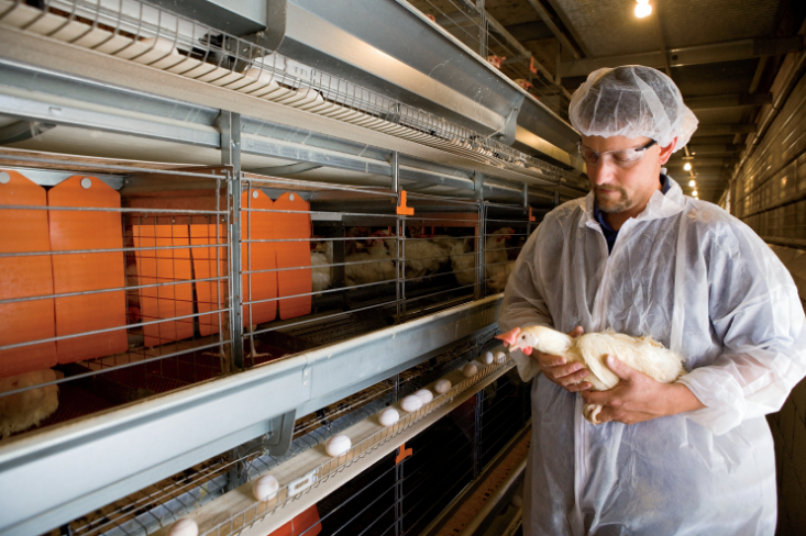Galvanized chicken layer cage is made with a protective zinc coating making them resistant to rust and corrosion