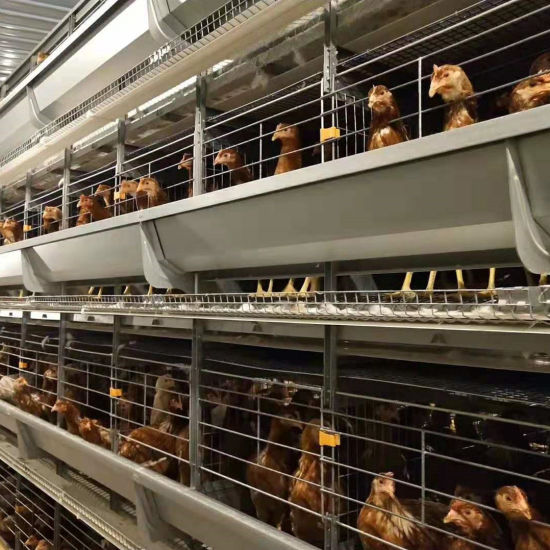 What is battery cages for poultry are small wire enclosures used to house egg laying hens